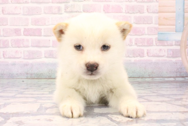 兵庫県の柴犬(標準サイズ) (Coo&RIKU伊丹店/2025年11月9日生まれ/女の子/白)の子犬の1枚目の画像