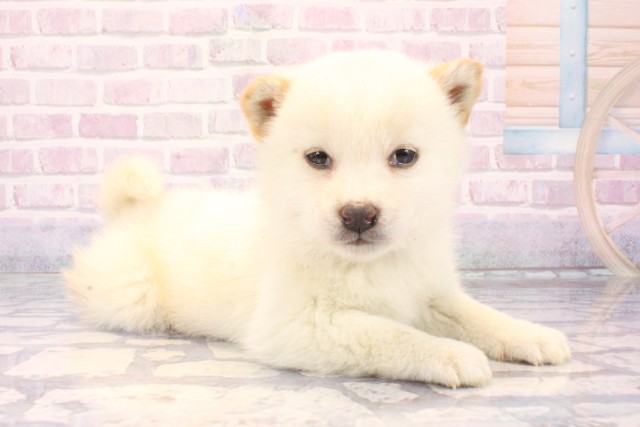 兵庫県の柴犬(標準サイズ) (Coo&RIKU伊丹店/2025年11月9日生まれ/女の子/白)の子犬の2枚目の画像