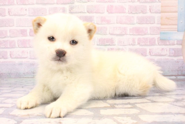 兵庫県の柴犬(標準サイズ) (Coo&RIKU伊丹店/2025年11月9日生まれ/女の子/白)の子犬の3枚目の画像