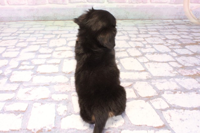 大阪府のチワックス(チワワ×ダックス) (Coo&RIKU茶屋町店/2025年11月1日生まれ/男の子/ブラックタンホワイト)の子犬の4枚目の画像