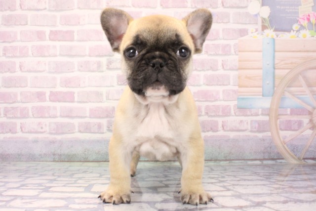 兵庫県のフレンチブルドッグ (Coo&RIKU丹波店/2025年11月9日生まれ/男の子/フォーン)の子犬の1枚目の画像