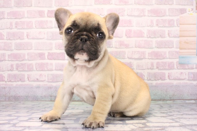 兵庫県のフレンチブルドッグ (Coo&RIKU丹波店/2025年11月9日生まれ/男の子/フォーン)の子犬の3枚目の画像