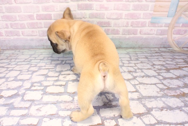 兵庫県のフレンチブルドッグ (Coo&RIKU丹波店/2025年11月9日生まれ/男の子/フォーン)の子犬の4枚目の画像