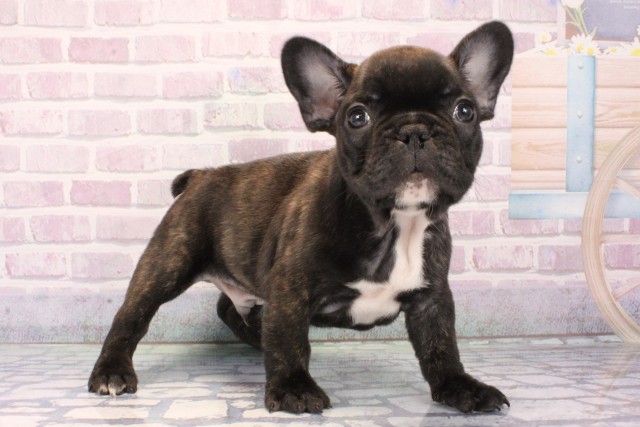 兵庫県のフレンチブルドッグ (Coo&RIKU明石店/2025年11月9日生まれ/男の子/ブリンドル)の子犬の3枚目の画像