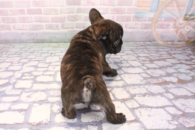 兵庫県のフレンチブルドッグ (Coo&RIKU明石店/2025年11月9日生まれ/男の子/ブリンドル)の子犬の4枚目の画像