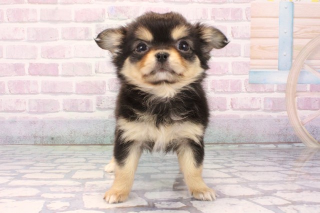 大阪府のチワワ(ロング) (Coo&RIKU和泉店/2025年11月8日生まれ/女の子/ブラッククリーム)の子犬の1枚目の画像