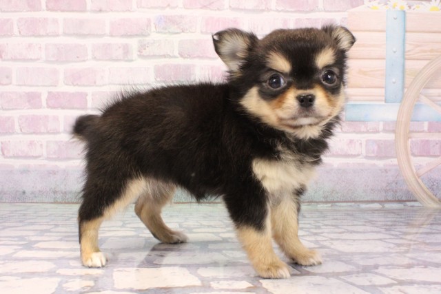 大阪府のチワワ(ロング) (Coo&RIKU和泉店/2025年11月8日生まれ/女の子/ブラッククリーム)の子犬の2枚目の画像