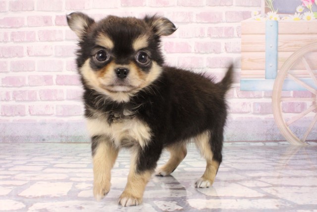 大阪府のチワワ(ロング) (Coo&RIKU和泉店/2025年11月8日生まれ/女の子/ブラッククリーム)の子犬の3枚目の画像