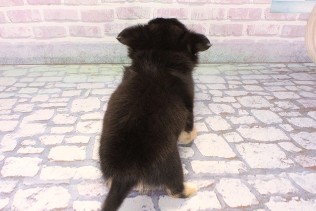 大阪府のチワワ(ロング) (Coo&RIKU和泉店/2025年11月8日生まれ/女の子/ブラッククリーム)の子犬の4枚目の画像