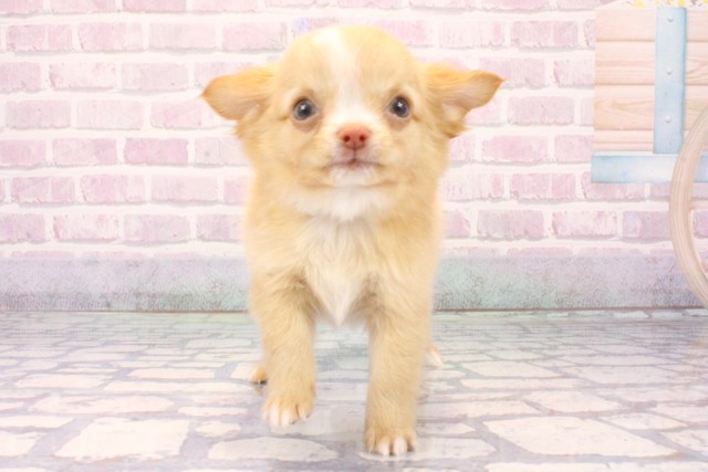 京都府のチワワ(ロング) (Coo&RIKU舞鶴店/2025年11月7日生まれ/男の子/クリームホワイト)の子犬の1枚目の画像