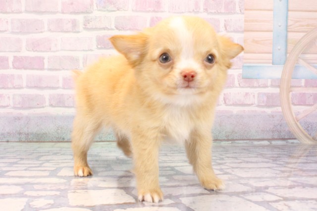 京都府のチワワ(ロング) (Coo&RIKU舞鶴店/2025年11月7日生まれ/男の子/クリームホワイト)の子犬の2枚目の画像