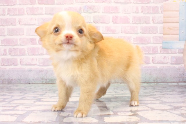 京都府のチワワ(ロング) (Coo&RIKU舞鶴店/2025年11月7日生まれ/男の子/クリームホワイト)の子犬の3枚目の画像