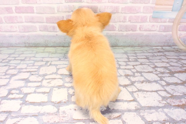 京都府のチワワ(ロング) (Coo&RIKU舞鶴店/2025年11月7日生まれ/男の子/クリームホワイト)の子犬の4枚目の画像