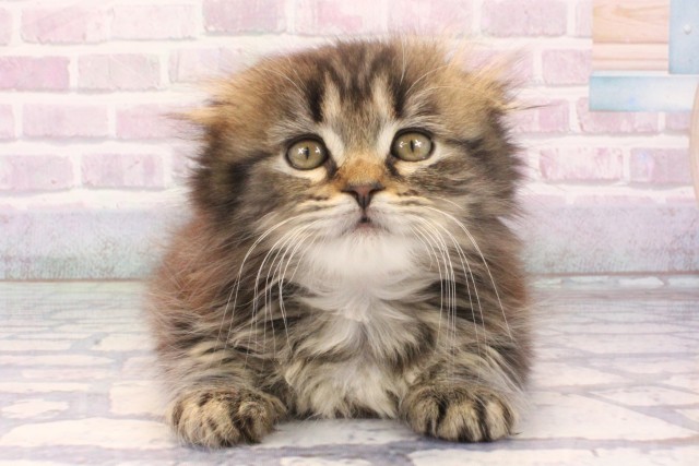 兵庫県のスコティッシュフォールド (Coo&RIKU神戸三宮店/2025年11月8日生まれ/男の子/ブラウンタビー)の子猫の1枚目の画像