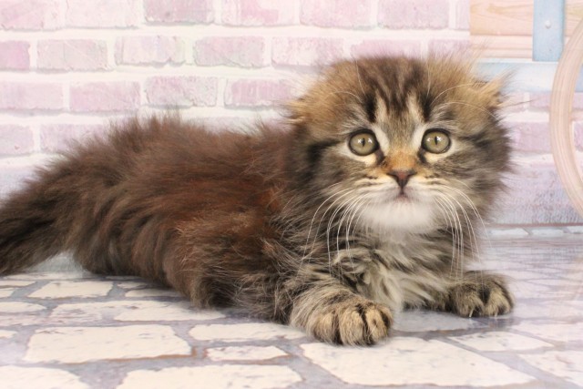 兵庫県のスコティッシュフォールド (Coo&RIKU神戸三宮店/2025年11月8日生まれ/男の子/ブラウンタビー)の子猫の2枚目の画像