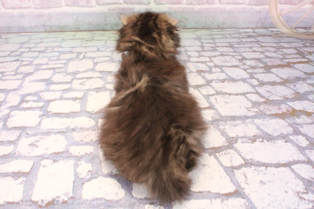 兵庫県のスコティッシュフォールド (Coo&RIKU神戸三宮店/2025年11月8日生まれ/男の子/ブラウンタビー)の子猫の4枚目の画像