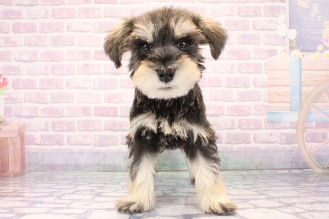 兵庫県のミニチュアシュナウザー (Coo&RIKU丹波店/2025年11月9日生まれ/男の子/ソルトペッパー)の子犬の1枚目の画像