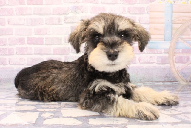 兵庫県のミニチュアシュナウザー (Coo&RIKU丹波店/2025年11月9日生まれ/男の子/ソルトペッパー)の子犬の2枚目の画像