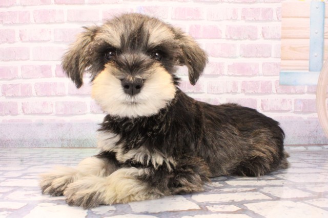 兵庫県のミニチュアシュナウザー (Coo&RIKU丹波店/2025年11月9日生まれ/男の子/ソルトペッパー)の子犬の3枚目の画像