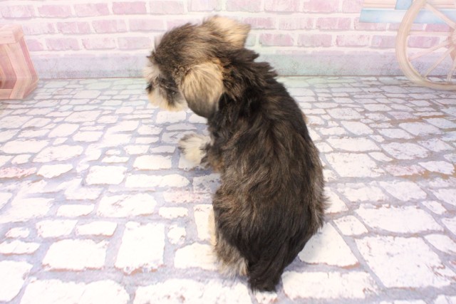 兵庫県のミニチュアシュナウザー (Coo&RIKU丹波店/2025年11月9日生まれ/男の子/ソルトペッパー)の子犬の4枚目の画像