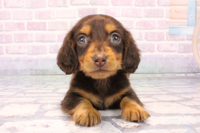 大阪府のミニチュアダックスフンド(ロング) (Coo&RIKU城東古市店/2025年11月5日生まれ/男の子/チョコレートタン)の子犬の1枚目の画像