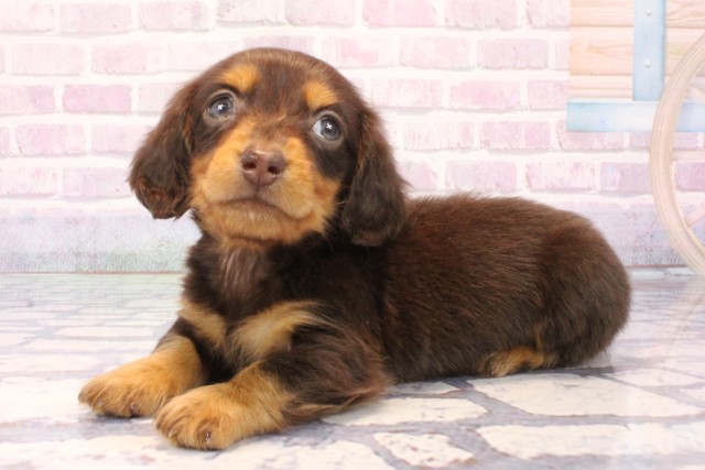 大阪府のミニチュアダックスフンド(ロング) (Coo&RIKU城東古市店/2025年11月5日生まれ/男の子/チョコレートタン)の子犬の3枚目の画像