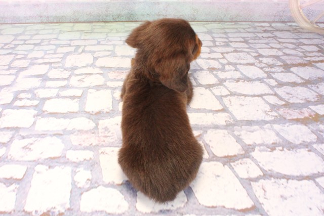 大阪府のミニチュアダックスフンド(ロング) (Coo&RIKU城東古市店/2025年11月5日生まれ/男の子/チョコレートタン)の子犬の4枚目の画像