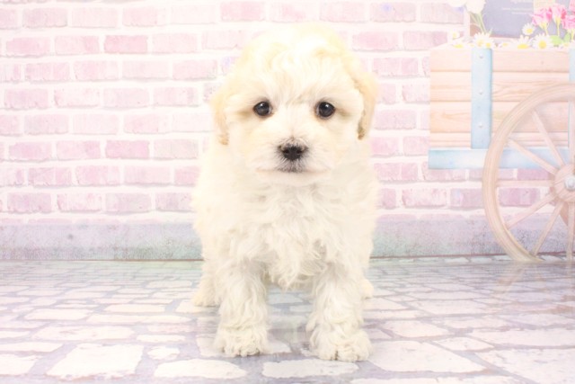 大阪府のマルプー(マルチーズ×プードル) (Coo&RIKU枚方店/2025年11月2日生まれ/女の子/クリーム)の子犬の1枚目の画像