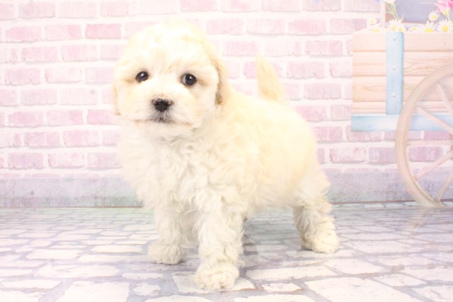 大阪府のマルプー(マルチーズ×プードル) (Coo&RIKU枚方店/2025年11月2日生まれ/女の子/クリーム)の子犬の3枚目の画像