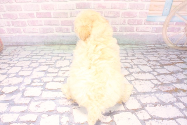 大阪府のマルプー(マルチーズ×プードル) (Coo&RIKU枚方店/2025年11月2日生まれ/女の子/クリーム)の子犬の4枚目の画像