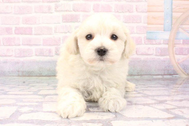 兵庫県のマルプー(マルチーズ×プードル) (Coo&RIKU神戸垂水店/2025年11月2日生まれ/男の子/クリーム)の子犬の1枚目の画像