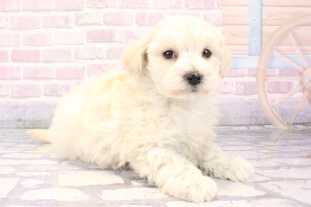 兵庫県のマルプー(マルチーズ×プードル) (Coo&RIKU神戸垂水店/2025年11月2日生まれ/男の子/クリーム)の子犬の2枚目の画像
