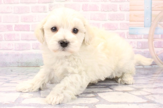兵庫県のマルプー(マルチーズ×プードル) (Coo&RIKU神戸垂水店/2025年11月2日生まれ/男の子/クリーム)の子犬の3枚目の画像
