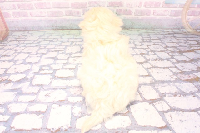 兵庫県のマルプー(マルチーズ×プードル) (Coo&RIKU神戸垂水店/2025年11月2日生まれ/男の子/クリーム)の子犬の4枚目の画像