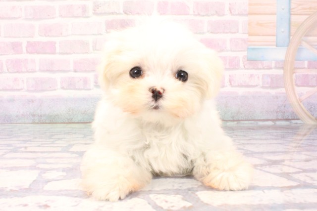 大阪府のマルチーズ (Coo&RIKU梅田店/2025年11月5日生まれ/女の子/ホワイト)の子犬の1枚目の画像