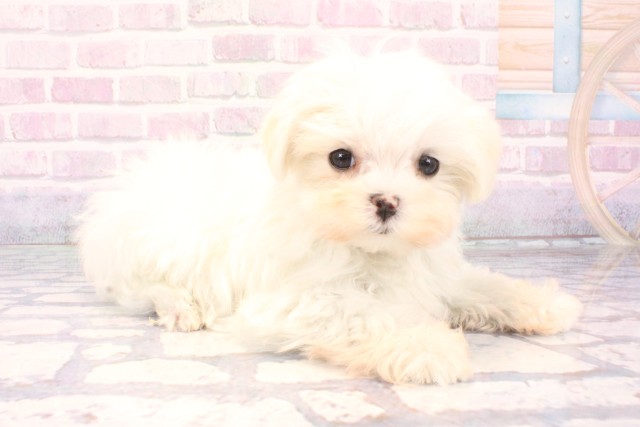 大阪府のマルチーズ (Coo&RIKU梅田店/2025年11月5日生まれ/女の子/ホワイト)の子犬の2枚目の画像