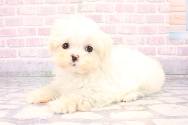 大阪府のマルチーズ (Coo&RIKU梅田店/2025年11月5日生まれ/女の子/ホワイト)の子犬の3枚目の画像