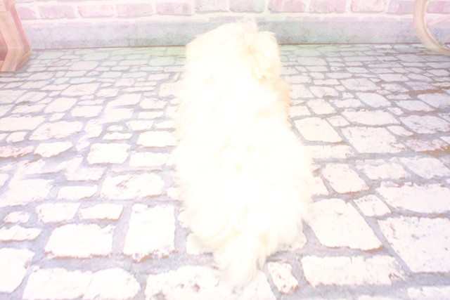 大阪府のマルチーズ (Coo&RIKU梅田店/2025年11月5日生まれ/女の子/ホワイト)の子犬の4枚目の画像