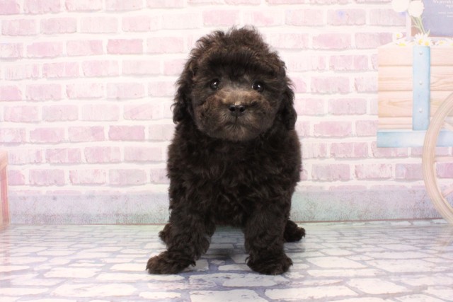 滋賀県のトイプードル(トイ) (Coo&RIKU長浜店/2025年11月8日生まれ/男の子/グレー)の子犬の1枚目の画像