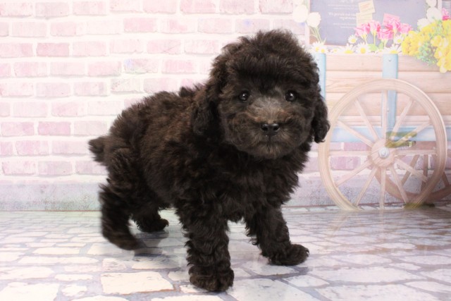 滋賀県のトイプードル(トイ) (Coo&RIKU長浜店/2025年11月8日生まれ/男の子/グレー)の子犬の2枚目の画像