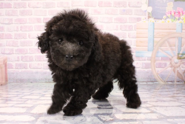 滋賀県のトイプードル(トイ) (Coo&RIKU長浜店/2025年11月8日生まれ/男の子/グレー)の子犬の3枚目の画像