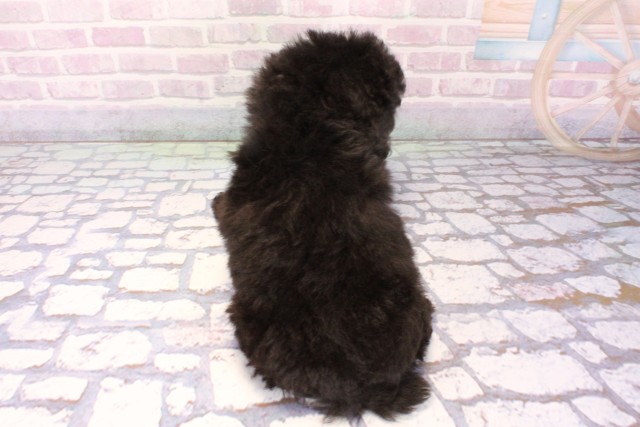 滋賀県のトイプードル(トイ) (Coo&RIKU長浜店/2025年11月8日生まれ/男の子/グレー)の子犬の4枚目の画像