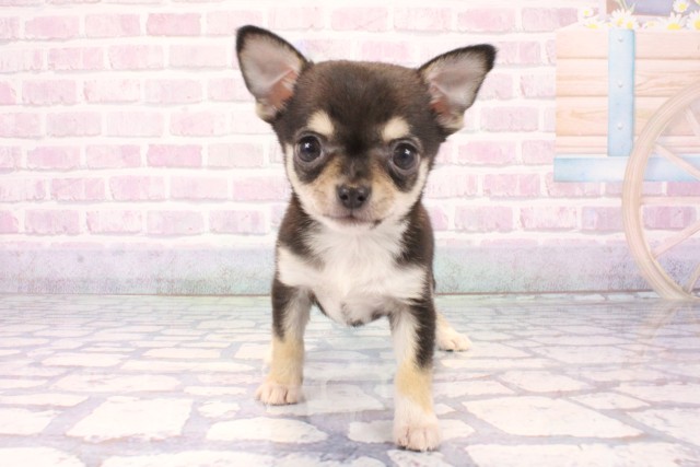 兵庫県のチワワ(スムース) (Coo&RIKU明石店/2025年11月5日生まれ/男の子/ブラックタン)の子犬の1枚目の画像