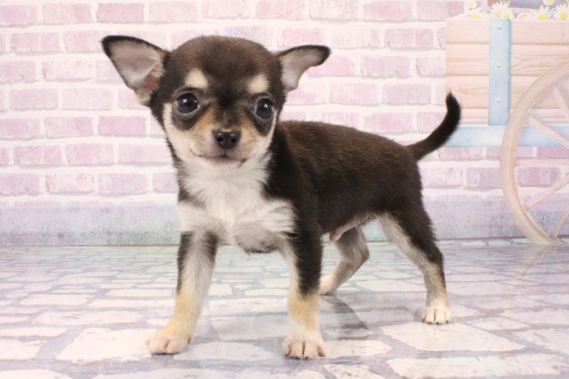 兵庫県のチワワ(スムース) (Coo&RIKU明石店/2025年11月5日生まれ/男の子/ブラックタン)の子犬の3枚目の画像