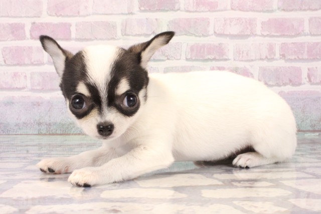 京都府のチワワ(スムース) (Coo&RIKU京都店/2025年11月9日生まれ/女の子/ホワイトブラックタン)の子犬の3枚目の画像