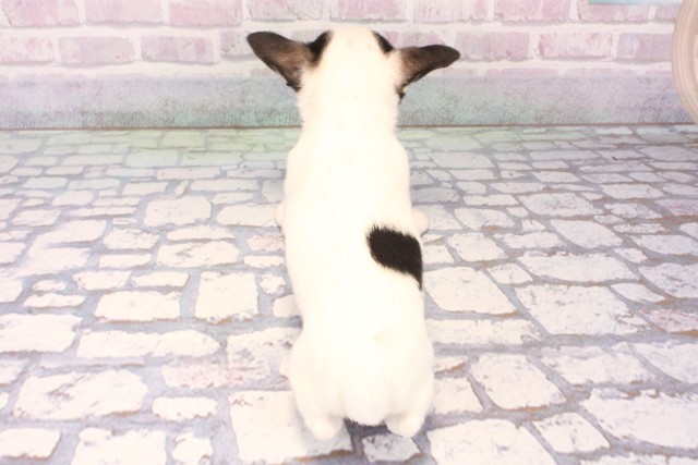 京都府のチワワ(スムース) (Coo&RIKU京都店/2025年11月9日生まれ/女の子/ホワイトブラックタン)の子犬の4枚目の画像