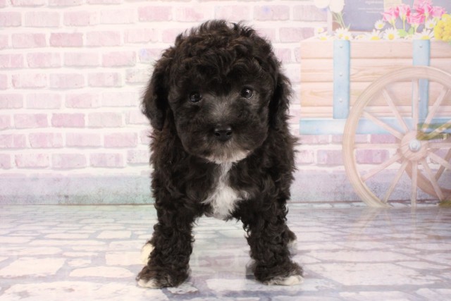 兵庫県のトイプードル(トイ) (Coo&RIKU神戸垂水店/2025年11月7日生まれ/男の子/シルバーホワイト)の子犬の1枚目の画像