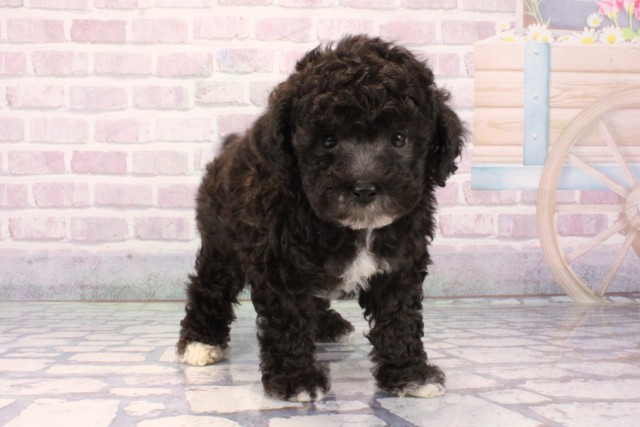 兵庫県のトイプードル(トイ) (Coo&RIKU神戸垂水店/2025年11月7日生まれ/男の子/シルバーホワイト)の子犬の2枚目の画像