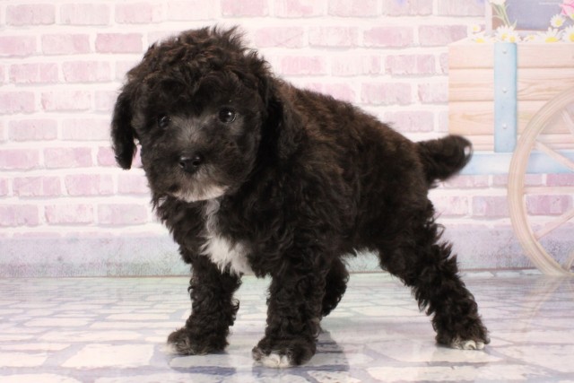 兵庫県のトイプードル(トイ) (Coo&RIKU神戸垂水店/2025年11月7日生まれ/男の子/シルバーホワイト)の子犬の3枚目の画像