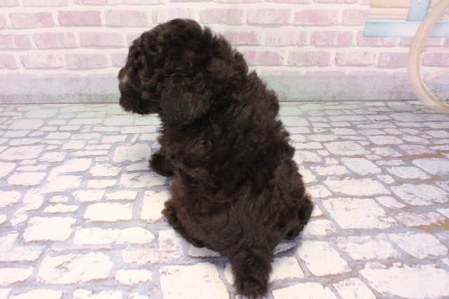 兵庫県のトイプードル(トイ) (Coo&RIKU神戸垂水店/2025年11月7日生まれ/男の子/シルバーホワイト)の子犬の4枚目の画像